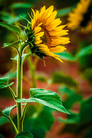 sunflowers-2177