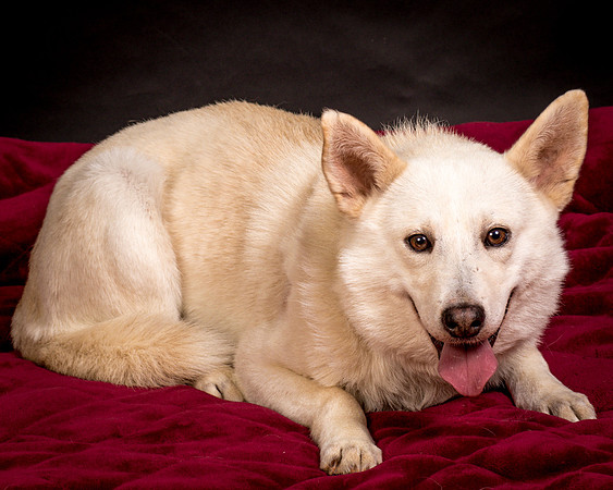Foster Apache-0594