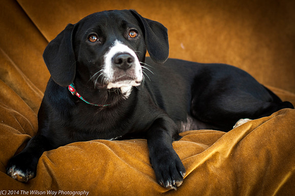 Foster Ciara-2209
