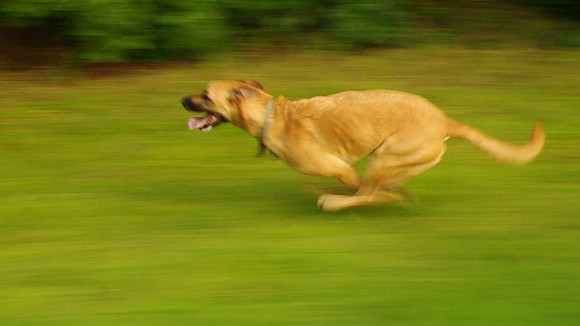Roxy Running12_001