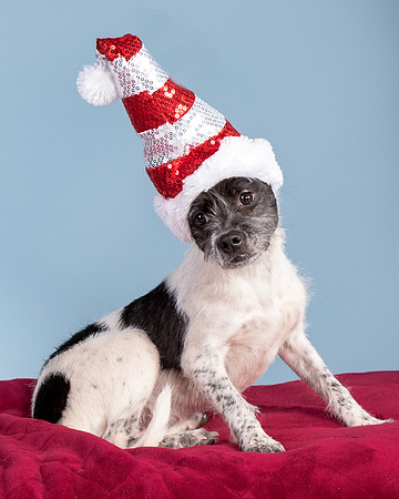 Foster Billie-8219