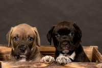 Fosters Pebbles and Gazoo-1691