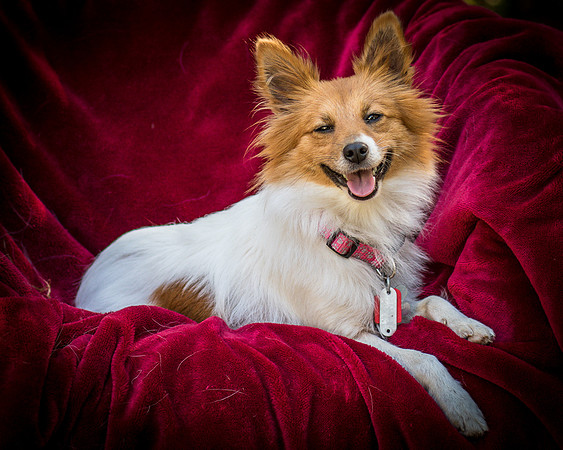 Foster Brandi-3380