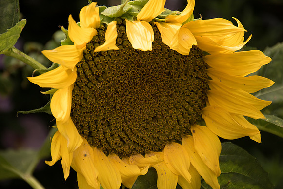 sunflowers-8467
