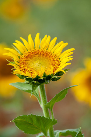 sunflowers-8743