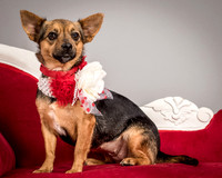Foster Mavis-4078