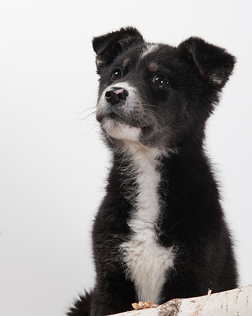 GCSPCA BB-6297