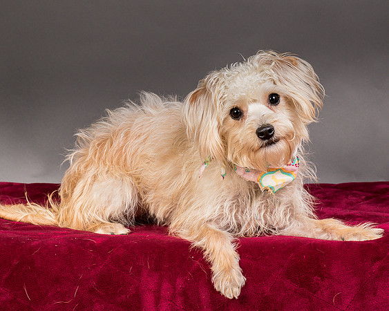 Foster Henrietta-8403