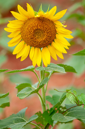 sunflowers-8765