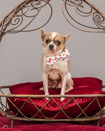 Foster Skippy-2258