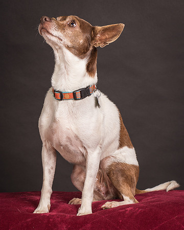 Foster Gus-0343