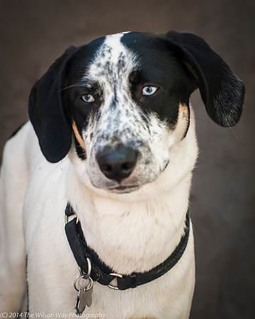 Foster Domino-2358