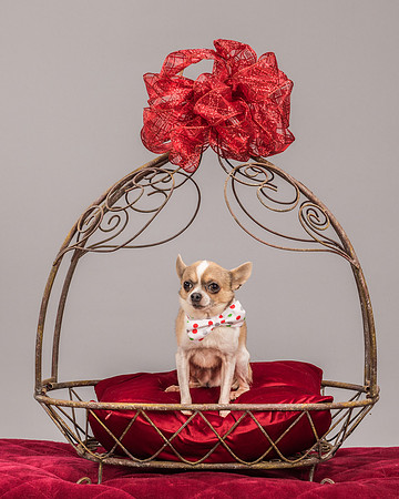 Foster Skippy-2253