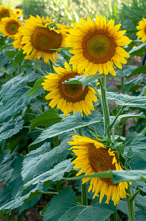 sunflowers-1969