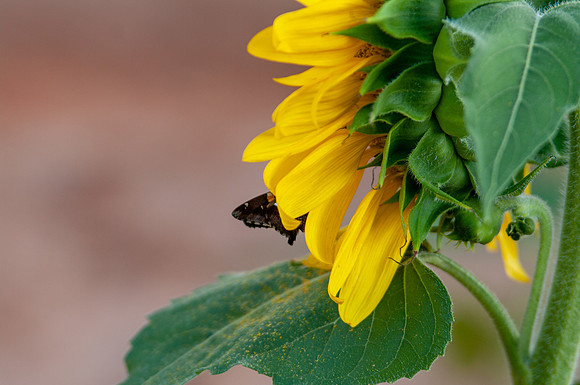 sunflowers-2032