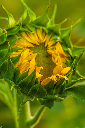 sunflowers-2144