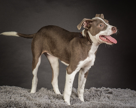 Foster Ari-8536