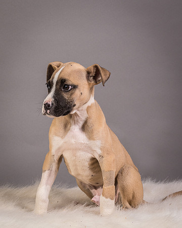 Foster Barnabas-4571