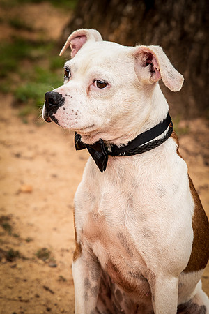 Debo-0407