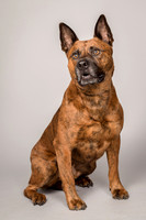Foster Beans-2265