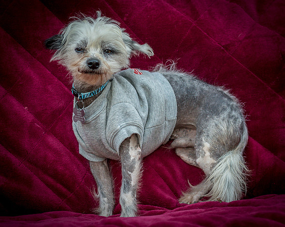Foster Freckles-5491