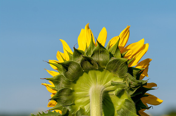 sunflowers-1885