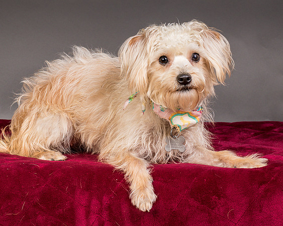 Foster Henrietta-8397