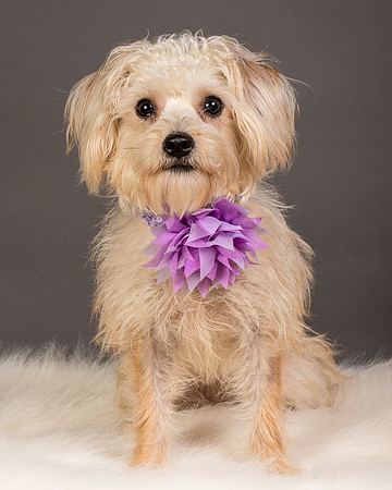 Foster Henrietta-8458