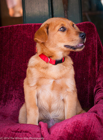 Foster Luna-9129
