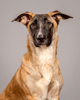 Foster Gabby-4036