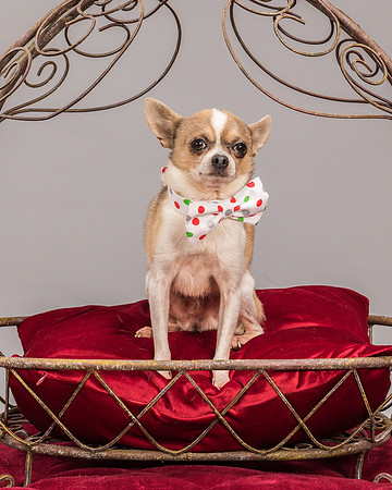 Foster Skippy-2263