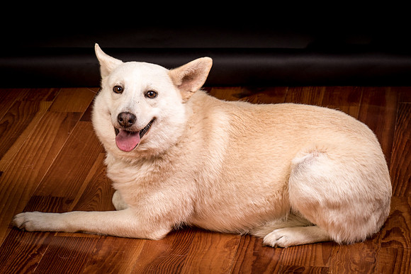 Foster Apache-0622