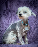 Foster Freckles-5396