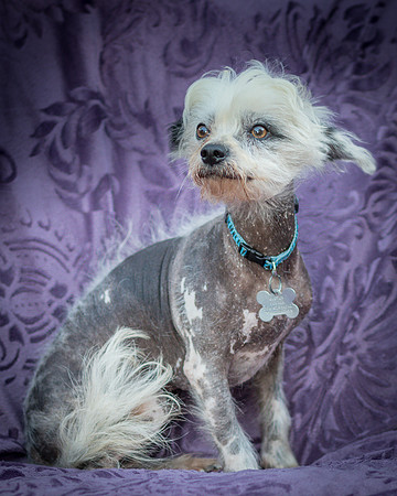 Foster Freckles-5396