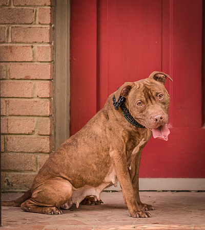 Foster Coco-8153