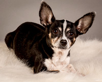 Foster Justice-4602