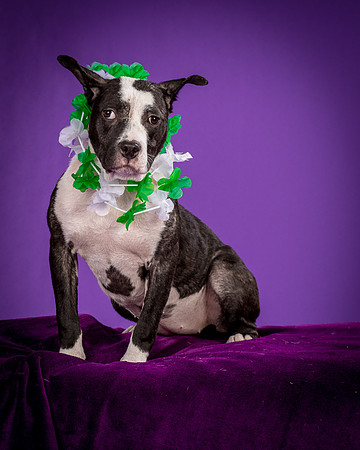 Foster Claire-4219