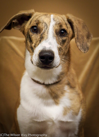 Foster Foofa-1044