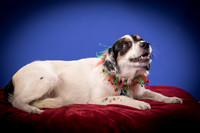 Tarby-Charlie-4402