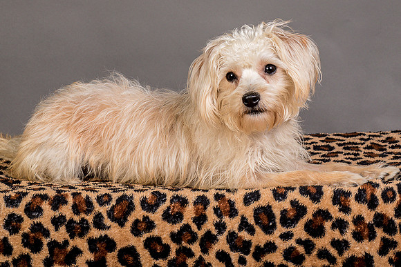 Foster Henrietta-8607