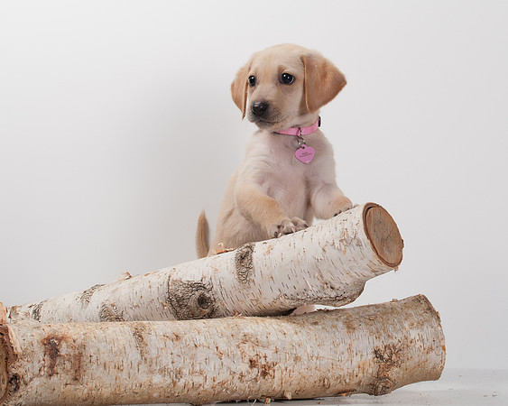 GCSPCA BB-6190
