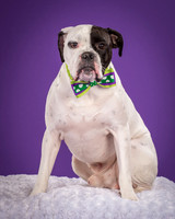 Angus-4086