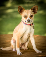 Foster Charisma-7209