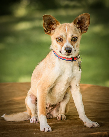 Foster Charisma-7209