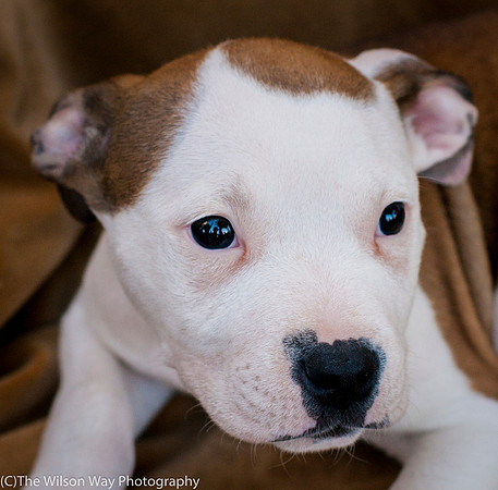 Foster Arlo-9338