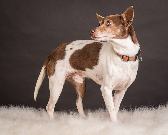 Foster Gus-0332