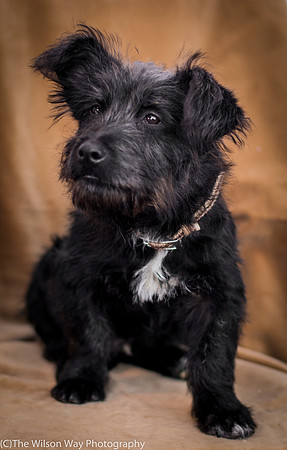 Foster Sidney-9569