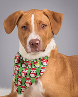 Foster Aldis-4511