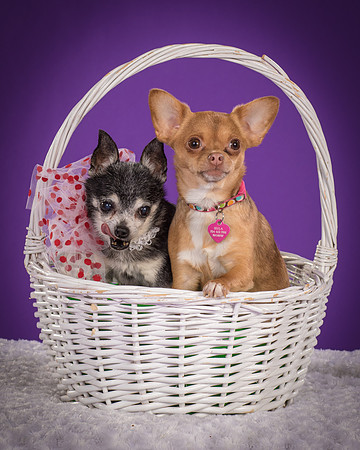 Rhumba and Hula-5489