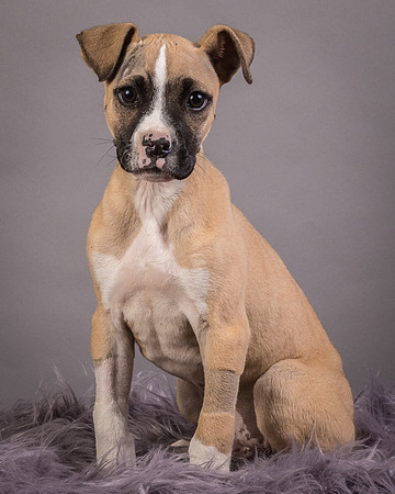 Foster Barnabas-4490